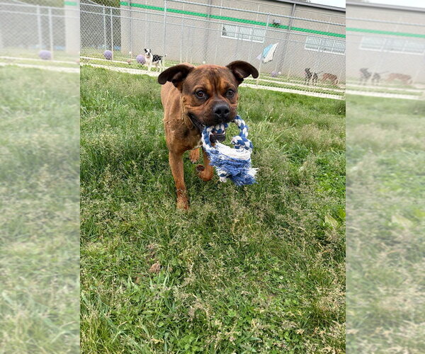Medium Photo #2 Boxer-Unknown Mix Puppy For Sale in Pierceton , IN, USA
