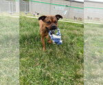 Small #1 Boxer Mix