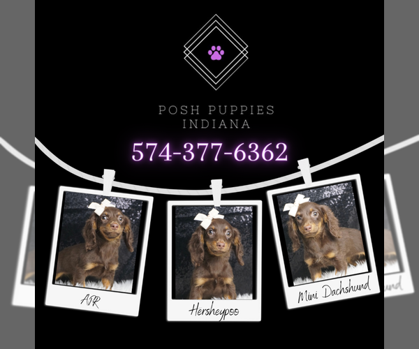 Medium Photo #5 Dachshund Puppy For Sale in WARSAW, IN, USA
