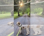 Small Photo #1 Goldendoodle Puppy For Sale in HOUSEVILLE, NY, USA