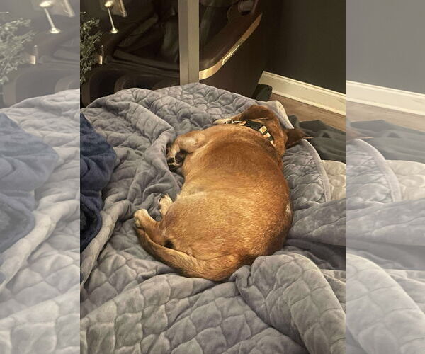 Medium Photo #5 Mutt Puppy For Sale in Gulfport, MI, USA
