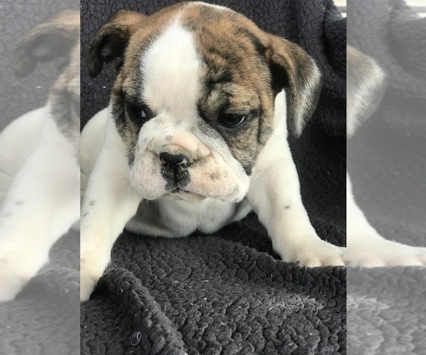 Full screen Photo #2 English Bulldog Puppy For Sale in BOWLING GREEN, KY, USA