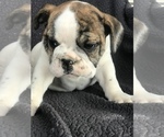 Small Photo #2 English Bulldog Puppy For Sale in BOWLING GREEN, KY, USA