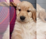 Small Photo #3 Golden Retriever Puppy For Sale in SANTA CLARA, CA, USA
