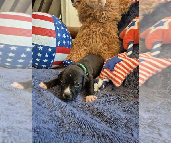 Medium Photo #1 American Staffordshire Terrier Puppy For Sale in MANTON, MI, USA