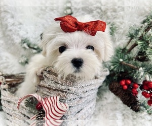 Maltese Puppy for sale in WINSLOW, AR, USA