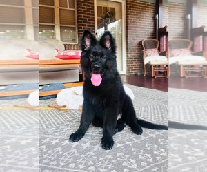 German Shepherd Dog Puppy for sale in GADSDEN, AL, USA