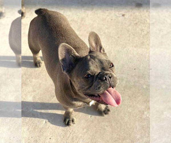 Medium Photo #2 French Bulldog Puppy For Sale in Dumont, NJ, USA