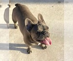 Small #1 French Bulldog