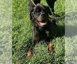 Small #7 Rottweiler Mix