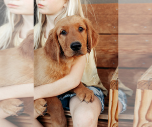 Medium Golden Retriever
