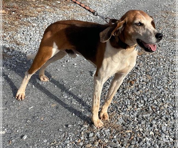 Medium Photo #13 Mutt Puppy For Sale in Rustburg, VA, USA