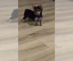 Small #3 Yorkshire Terrier