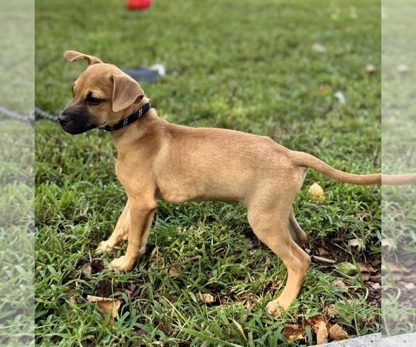 Medium Photo #2 Dachshund-Unknown Mix Puppy For Sale in Yardley, PA, USA
