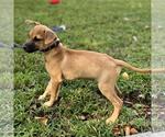 Small #1 Dachshund Mix
