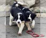 Small #5 Cane Corso-Saint Bernard Mix