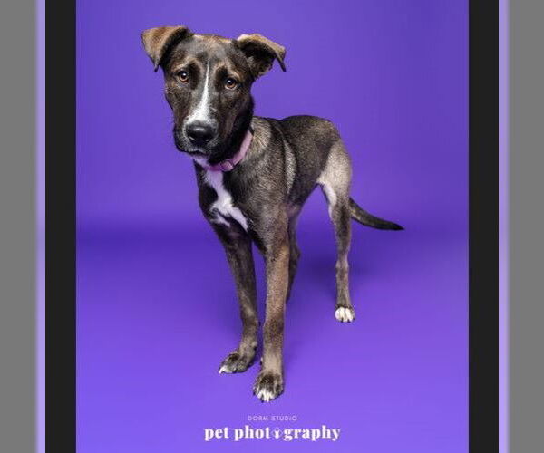 Medium Photo #3 Siberian Husky-Unknown Mix Puppy For Sale in Fargo, ND, USA