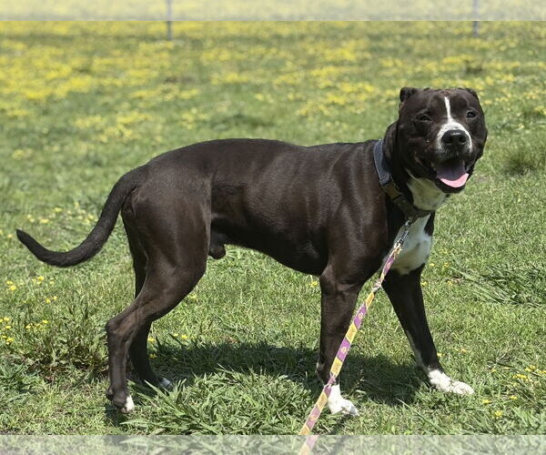 Medium Photo #2 American Pit Bull Terrier Puppy For Sale in Virginia Beach, VA, USA