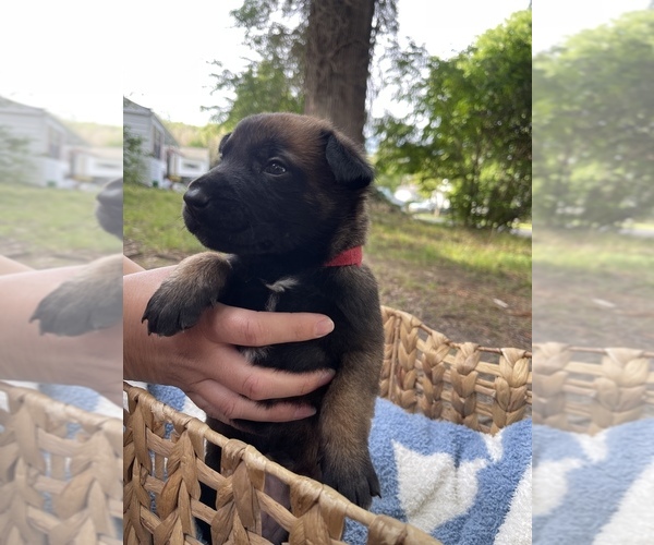 Medium Photo #16 Belgian Malinois Puppy For Sale in NEWPORT NEWS, VA, USA