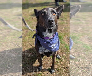 Indigo - Indeed a Good Boy! - Male Mutt Dog for Adoption - Photo #25