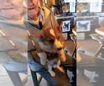Puppy Fudgy Pembroke Welsh Corgi