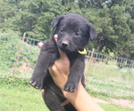 Small Photo #7 Shepradors Puppy For Sale in HARRISON, AR, USA