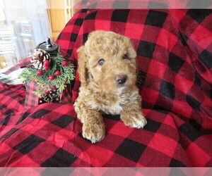 Miniature Labradoodle Puppy for Sale in DONGOLA, Illinois USA