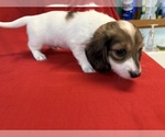 Small #8 Dachshund