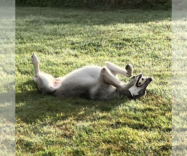 Medium Photo #3 Gerberian Shepsky Puppy For Sale in Candler, NC, USA