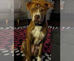 Coco - Male American Staffordshire Terrier-Unknown Mix Dog for Adoption - Small photo