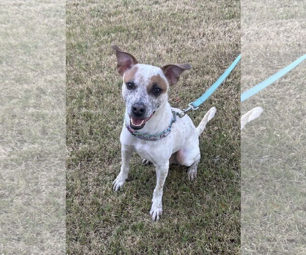 Medium Photo #1 Mutt Puppy For Sale in Phoenix, AZ, USA