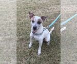 Small Mutt