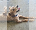 Small #1 Mutt