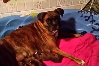 Mother of the Boxer puppies born on 07/01/2018