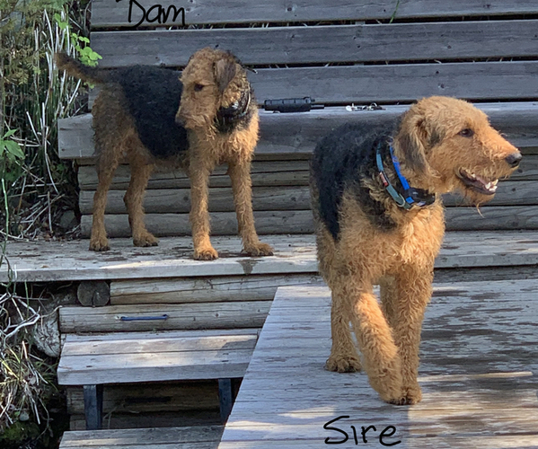 Medium Photo #1 Airedale Terrier Puppy For Sale in NORTH PLAINS, OR, USA