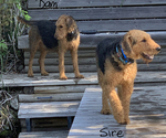 Small Photo #1 Airedale Terrier Puppy For Sale in NORTH PLAINS, OR, USA