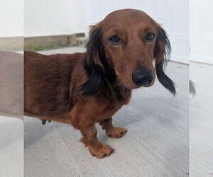 Dachshund Dogs for adoption in Shelbyville, TN, USA