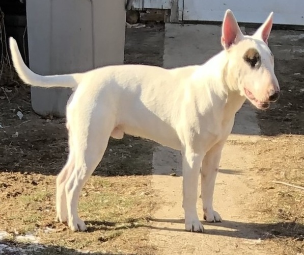 Medium Photo #1 Bull Terrier Puppy For Sale in RICHLAND, OR, USA