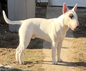 Father of the Bull Terrier puppies born on 08/02/2026