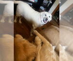 Small #1 Labrador Retriever Mix