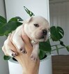 Small Photo #11 French Bulldog Puppy For Sale in CARVER, OR, USA