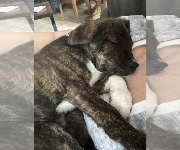 Medium Photo #3 Boxer-Unknown Mix Puppy For Sale in Duluth, MN, USA