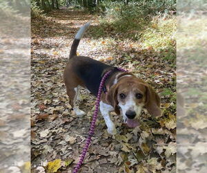 Beagle Dogs for adoption in Chester, NJ, USA