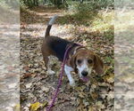 Small Beagle