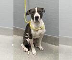 Small Mutt