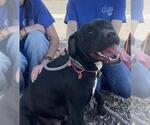 Small #1 American Pit Bull Terrier Mix