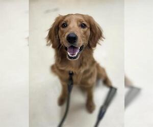 Goldendoodle (Miniature) Dogs for adoption in Center Township, PA, USA