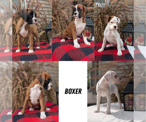 Boxer Litter for sale in GOSHEN, IN, USA