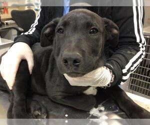 Labrador Retriever Dogs for adoption in Riverside, CA, USA
