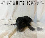 Puppy White Boy Aussiedoodle Miniature